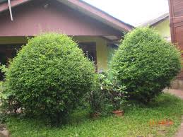 Image result for wit teh-tehan