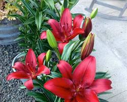 Zambak &ccedil;i&ccedil;eği