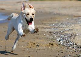 Image result for workout animals
