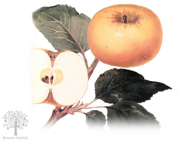 Pónyik alma - BEREZNAI FAISKOLA