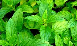 ������ ����� �������� !! ����� ���� �������(��� ������ ��) �����