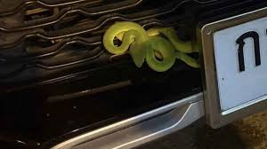 Green pit viper on car sparks lottery frenzy in Phetchabun ...