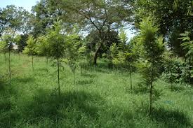 Image result for Tree plantation