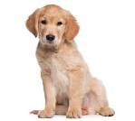 Goberian Dog Breed Information and Pictures