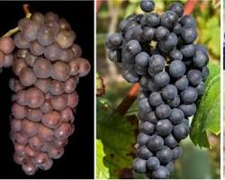 Imagem de Pinot Gris Meunier grape
