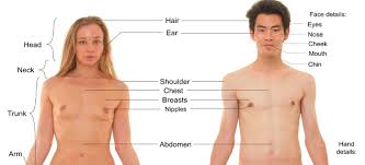 Image result for homo sapiens