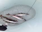 Circle hook size? - m Forums - Striped Bass Fishing