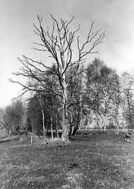 Toter Baum - Bild \u0026amp; Foto von Alexander Lühring aus Landschaften ...