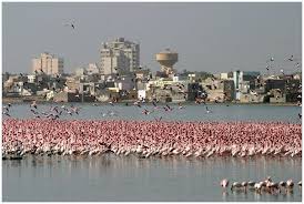 Image result for porbandar