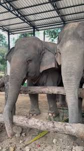 Dear Elephant 🥰 #elephant #thailand | TikTok