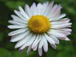 Image result for feverfew