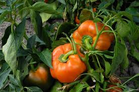 Image result for orange pepper