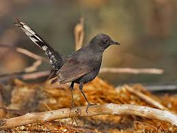 תוצאת תמונה עבור ציפור חמריה שחורה