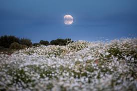 Blumenmond am 1.5.: 3 Sternzeichen steht ein perfekt harmonisches Wochenende bevor