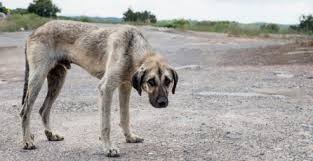 Resultado de imagen de animales maltratados en españa