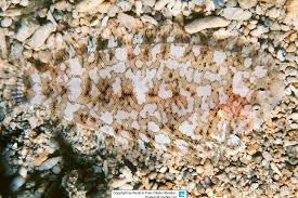 Image result for Aseraggodes holcomi
