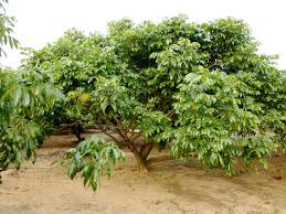 Image result for lychee trees
