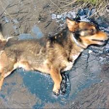 Dog trapped in tar used all his strength to bark for help ...