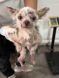 강아지가 계속캐리어를 긁어요 | TikTok