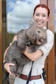 Image result for wombat