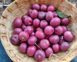 Image of Kokum