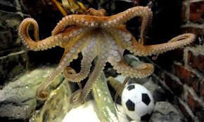 Image result for german octopus predicts football final