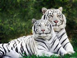 Image result for white tiger cubs