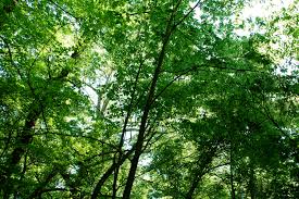 Image result for "Round Spring"