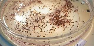 Typhus Outbreak Hits Record Levels in Los Angeles