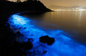 Image result for Bioluminescence