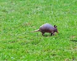 Image of common Austin animals
