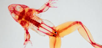 Image result for organisms and their environment