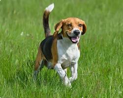 ビーグル犬