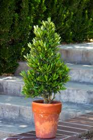 Image result for monrovia green pot
