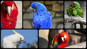 Image result for macaw parrot hd