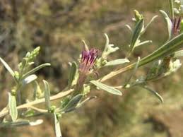 Image result for Pechuel-Loeschea