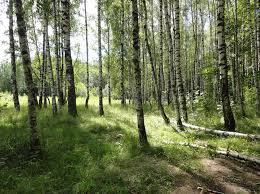 Bildergebnis für tree of life