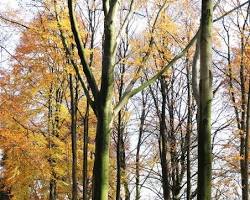 Image de Forêt de hêtres en France