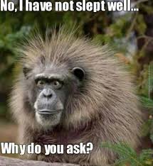 A very tired monkey | Very Funny Pics via Relatably.com