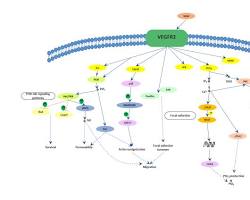 Image of VEGF signaling pathway