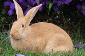 Image result for RABBIT