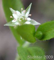 Image result for Stellaria calycantha