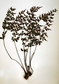 Image result for Asplenium simii