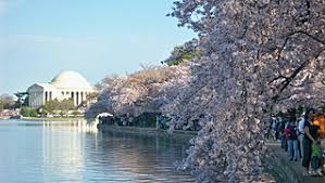 ワシントンの桜