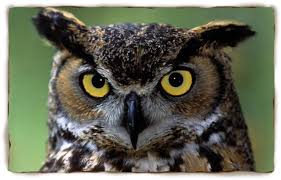 Image result for owl