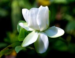 Image result for mallige flower photos