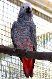 Image result for african grey parrot for sale