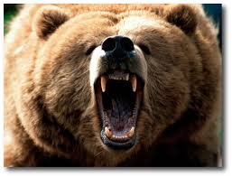 Image result for charging bear
