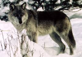 Image result for black wolf facts and information