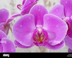 Image of Thai Orchid, Carpinteria, California